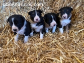 Venta de cachorros Border Collie.