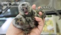 Venta de monos tití bebé dedo