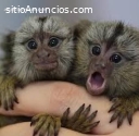 Venta de monos tití bebé dedo,