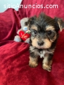 Yorkie hembra y macho de varios meses de