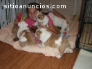 Bulldog Inglés cachorros para su adopció