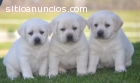 cachorros de Labrador preciosas que busc