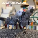 Dulces y encantadores loros grises afric