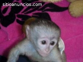 Hermosos monos capuchinos para la adopci