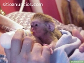 Magníficos monos capuchinos ahora dispon