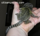 Marmoset mono para adopción