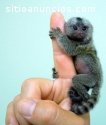 monos bebé marmoset