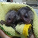 Monos tití de bebé para su adopción