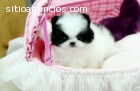 Pomeranian Puppies For A Home