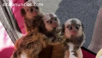 Preciosos monos titíes bebé a la venta