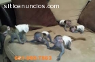 domado monos y chimpancés en venta