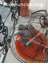 Loros Grises Africanos parlantes y huevo