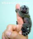 monos bebé marmoset