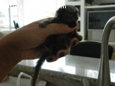 monos bebé marmoset