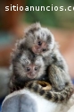 Monos titi bebé para la venta