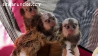 Preciosos monos titíes bebé a la venta