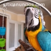 Quaker hablando loros para su aprobación