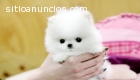 Teacup Pomeranian Puppies For X-Mas