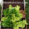 Venta de abono orgánico para todo planta