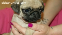 Cachorros de Pug carlino