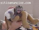 Monos capuchinos bebé encantador para l