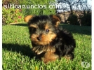 Adoption de yorkshires mini Texto 708762