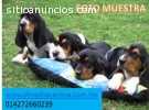 Basset Hound Finos Cachorros de Criadero