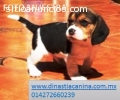 Beagle Finos Cachorros de Criadero “Dina