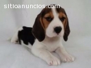 Beagle KC registrados