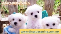 Bichon Maltés Finos Cachorros