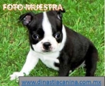 Boston Terrier Juguetones Cachorritos