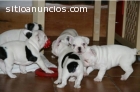 bulldog francés disponible