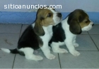 Cachorros beagle