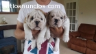 Cachorros Bulldog Inges