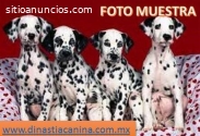 Dálmatas Fuertes Cachorritos