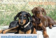 Doberman,Imponentes cachorritos.