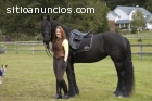 Frison caballo negro