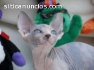 gatitos Sphynx mujeres y hombres sanos B