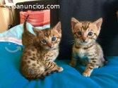 Hermoso gatito de Bengala macho y hembra