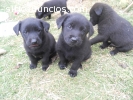 ¡Hermosos cachorros labrador color negro