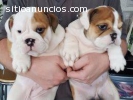 Kc registrados bulldogs ingleses disponi