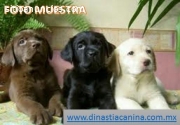 Labrador Retriever hermosos Cachorros