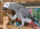 Las aves Congo loro gris africano