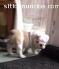 Los cachorros de Calidad AKC Bulldog Ing