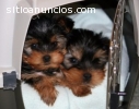 Los cachorros de Yorkshire Terrier-minit