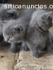 Los gatitos de pelo corto británico Azul