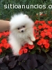 Más lindo, Pomerania cachorro precioso D