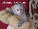 Monos capuchinos bebé disponibles