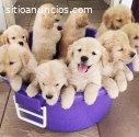 Regalo cachorros golden retriever