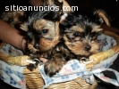 !!Regalo cachorros toy de yorkshire terr